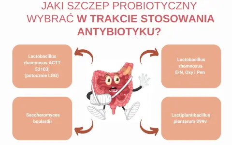 Jaki probiotyk przed czy po antybiotyku? Grafika przedstawia jelita z opatrunkami, wokół cztery rodzaje probiotyków.